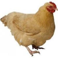 Live Chicken Medium Broiler